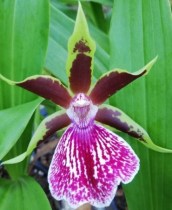 Galeopetalum Arlene Armour Conching